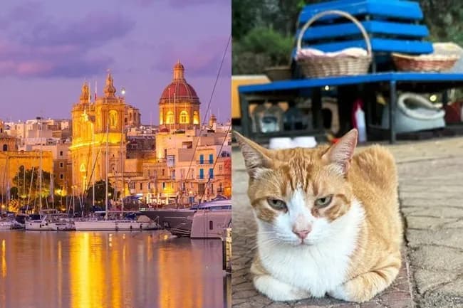 【悲報】慶應卒エリートさん、南欧マルタで猫を殺して国際問題になる