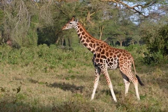 キリン「でかいです。強いです。可愛いです。」←こいつもっと人気出ていいよな