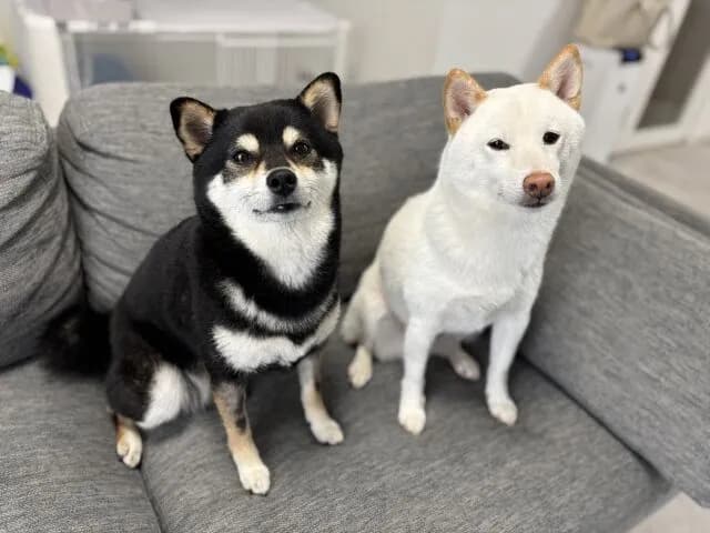 イッヌにプレゼントすると喜ぶものwww