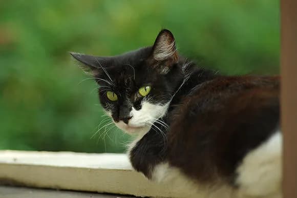 【動画】猫、家の中を破壊しまくるwwwwwwwwwwwwwww