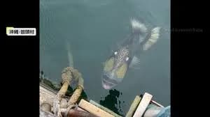 【映像】人も襲う“凶暴な魚”がSNSで話題…ゴマモンガラに注意