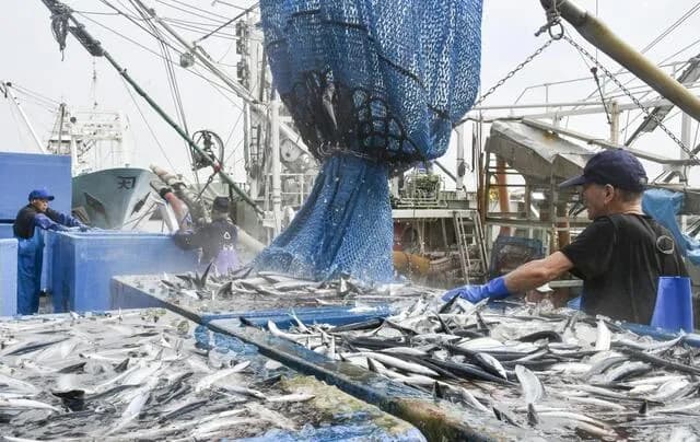 サンマ、豊漁すぎて1日で過去4年間の合計漁獲量を上回るwwww