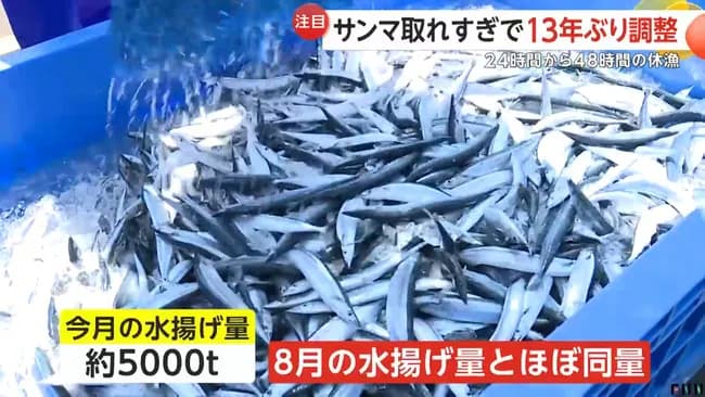 サンマ、獲れ過ぎて発泡スチロールの箱が無くなった為、休漁。