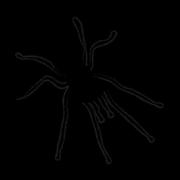 【画像】バカでけえ蜘蛛が出たんやがwwwwwwwwwwwwwwww