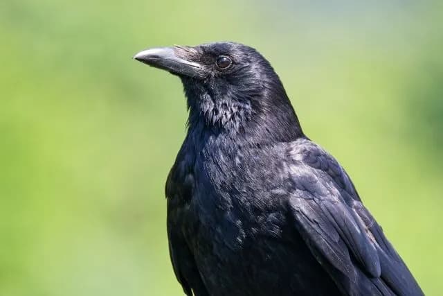 カラスって人間の7歳くらいの知能持ってるらしい🐦⬛
