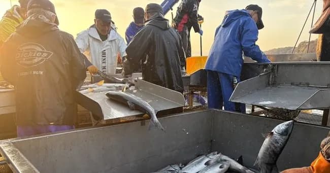 サケ、故郷に帰れず漁獲7割減 イクラも最高値で海鮮丼に影響