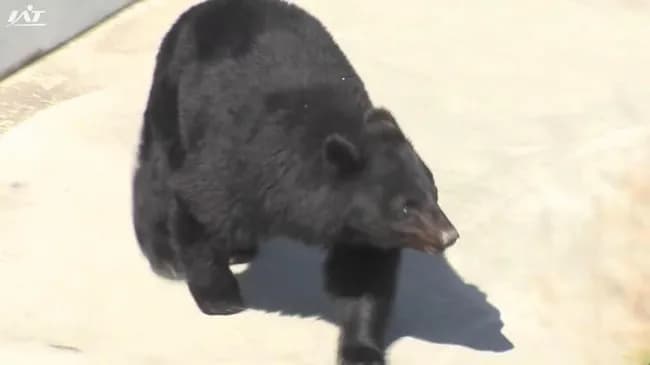 北上市・温泉施設で行方不明の男性の遺体発見か クマは射殺【岩手】