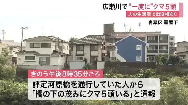 広瀬川河川敷で“一度に”クマ5頭出現