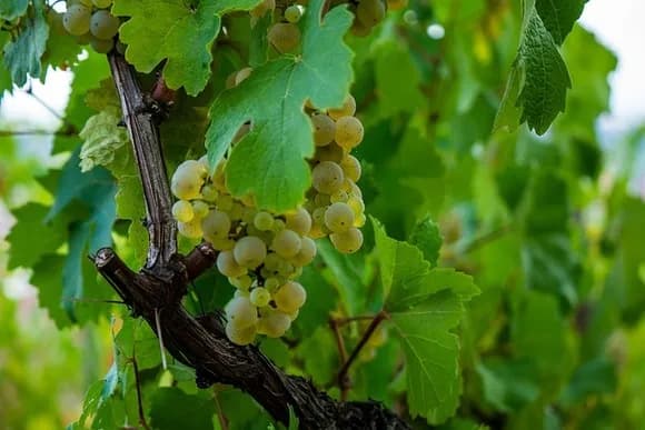 【朗報】「シャインマスカットのタルト」作ったwwwwwwwwwwwwwwww