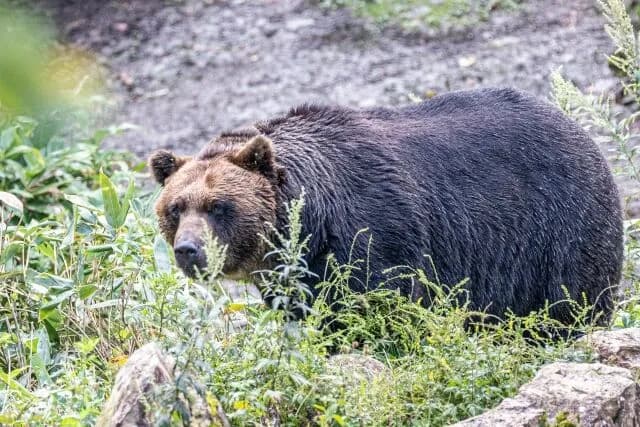 熊って散弾銃で倒せるん?