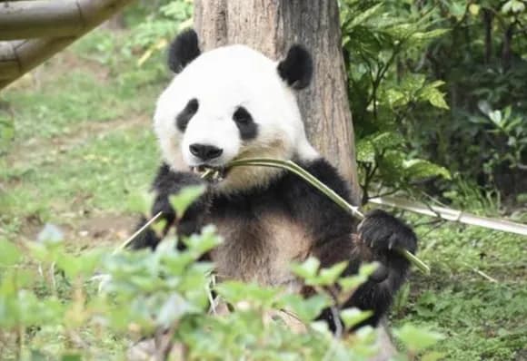 【悲報】中国の制裁で日本崩壊するwwwwwwwwww