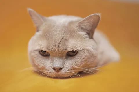 ワイのために猫画像を貼るスレwww