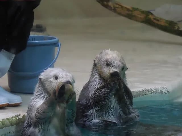 ラッコ(可愛いです、毛がいっぱい生えてます、お気に入りの石を常に持ってます)←この動物