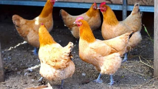 なんで鶏とか言う食べるとこ少ない動物が肉界の重鎮面してるんや?