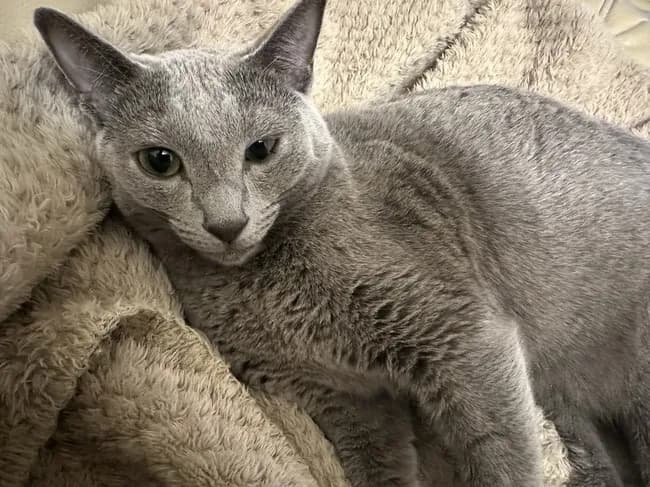 【朗報】猫の寿命、倍増が当たり前の時代になりそう