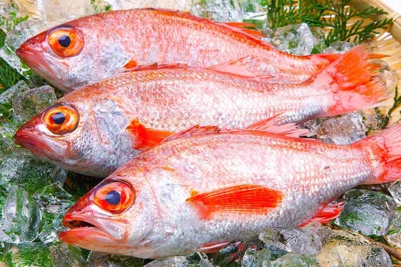 【朗報】我が国、ノドグロの完全養殖に成功wwwwwwwwwwwwwwww