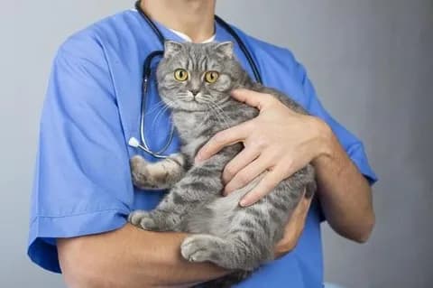 【疑問】猫好きに限って猫去勢してるのなんで?