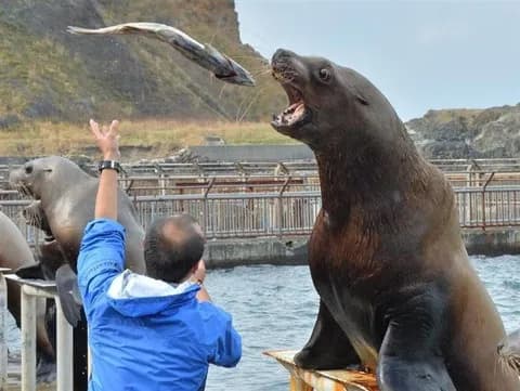 【悲報】水族館のトドさん、クソブラック環境で労働を強いられていた