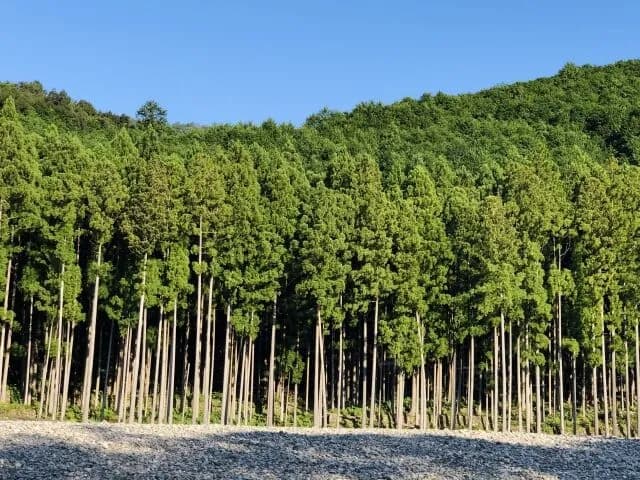【悲報】林野庁「先人たちの努力の結果、日本の山は人工林になりその4割がスギ山になりました」