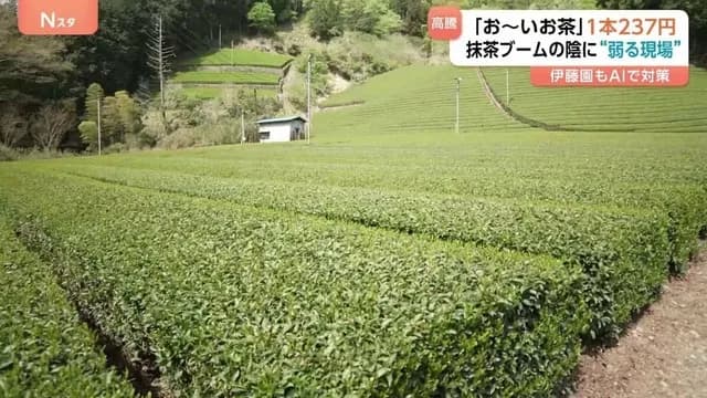 お~いお茶、172円→237円に値上げ… 世界的なブームで茶葉自体が不足