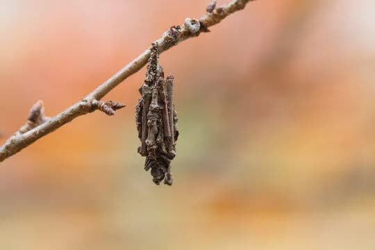 【疑問】「ミノムシ」って何年も見ないけどアイツらどこいったんや・・・・・・・?