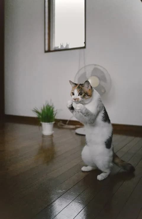 【画像】スーパーサイヤ猫 見つかる