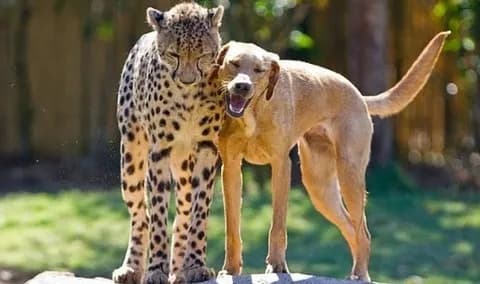 【画像】イッヌとチーター、友情を育んでしまうww