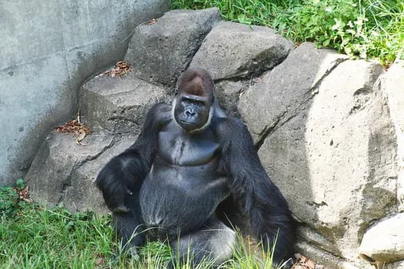 【疑問】ゴリラ「筋トレしません、草しか食べません、食事制限しません」←こいつらがムキムキな理由wwww