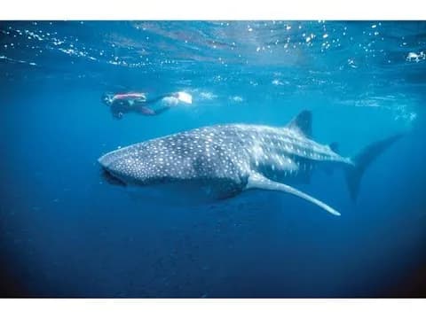 動物博士ワイが選ぶ海洋最強生物TOP10