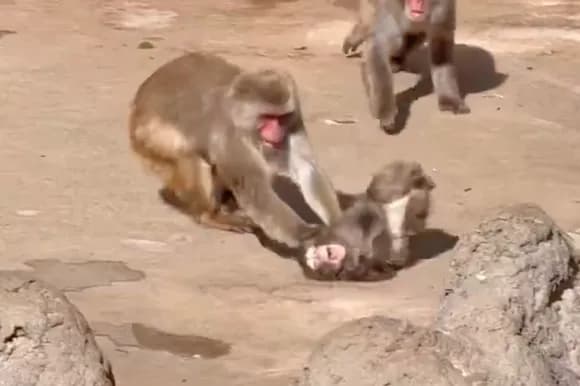 【動画】弱者小猿、アルファオスにイジメられるwwwwwwwwww