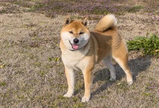 イッヌは人類の友達(平均寿命12年~15年)←コイツが改良させられない理由