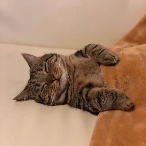 【画像・Gif集】ネッコさん、専用コタツを貰って大喜びしてしまう