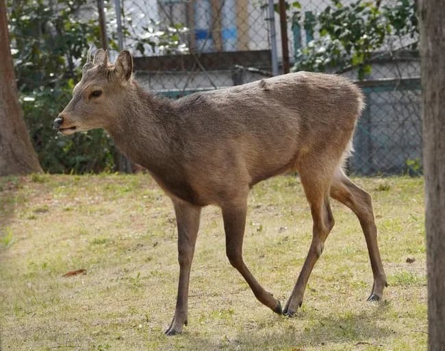 大阪市内にシカ1頭現れる 公園で草食べる 市「見守るしか」