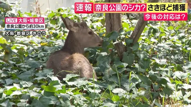 大阪に現れた鹿を奈良に返そうとするも奈良県知事が拒否。「奈良から出た鹿はもう奈良の鹿ではない」
