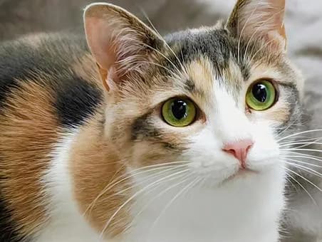 【朗報】猫、ペットの中でコスパいいwwwwwwwwwwww