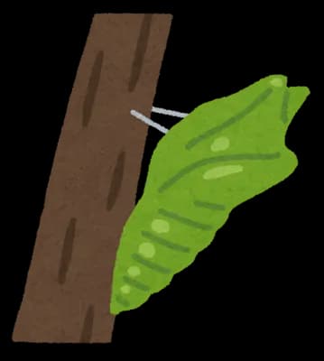 進化論ってサナギから蝶に変わる虫とかはどう説明してるの?