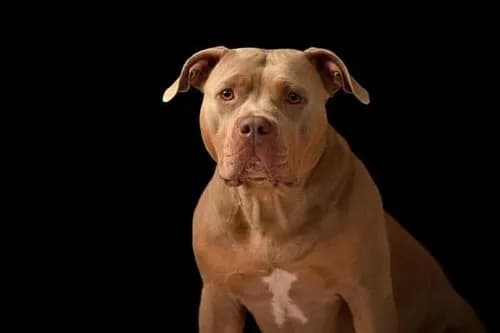 【動画】ピットブルさん、子どもの足を骨が見えるまで噛み砕いてしまう・・・・・・・・・