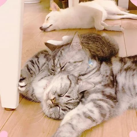 【悲報】イッヌハブられる