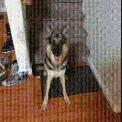 【GIF】イッヌ「た、たすけてクレメンス……」
