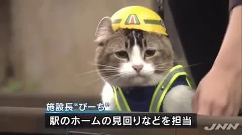 【悲報】現場猫さん、工事現場の看板に使われてしまうwwwwww