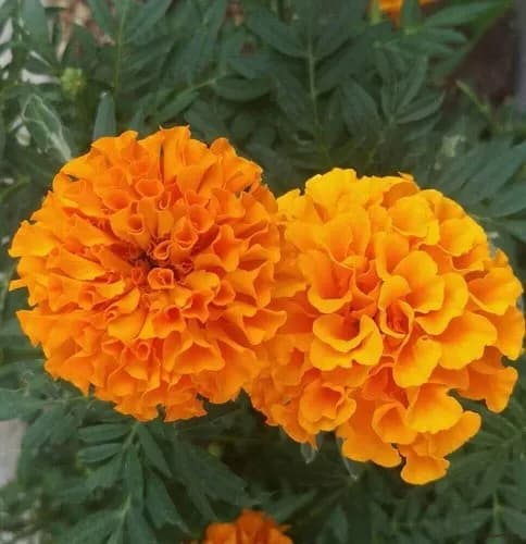 【困惑】「麦わらの帽子の君が揺れたマリーゴールドに似てる」←何か時系列おかしくね?wwwwwwwwww