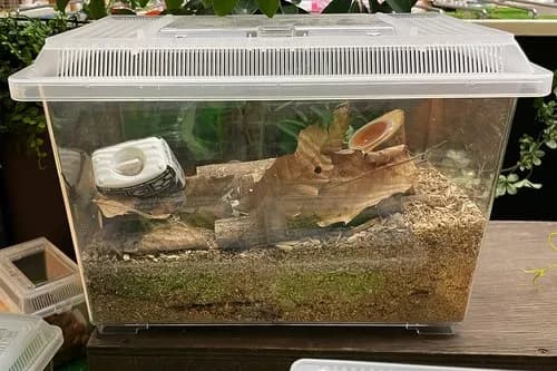 【悲報】カブトムシ飼ったことある奴にしかわからないことwwwwwwwwww
