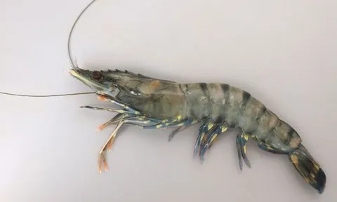 （ヽ´ん`）「ブラックタイガーが群れになっても倒せる」